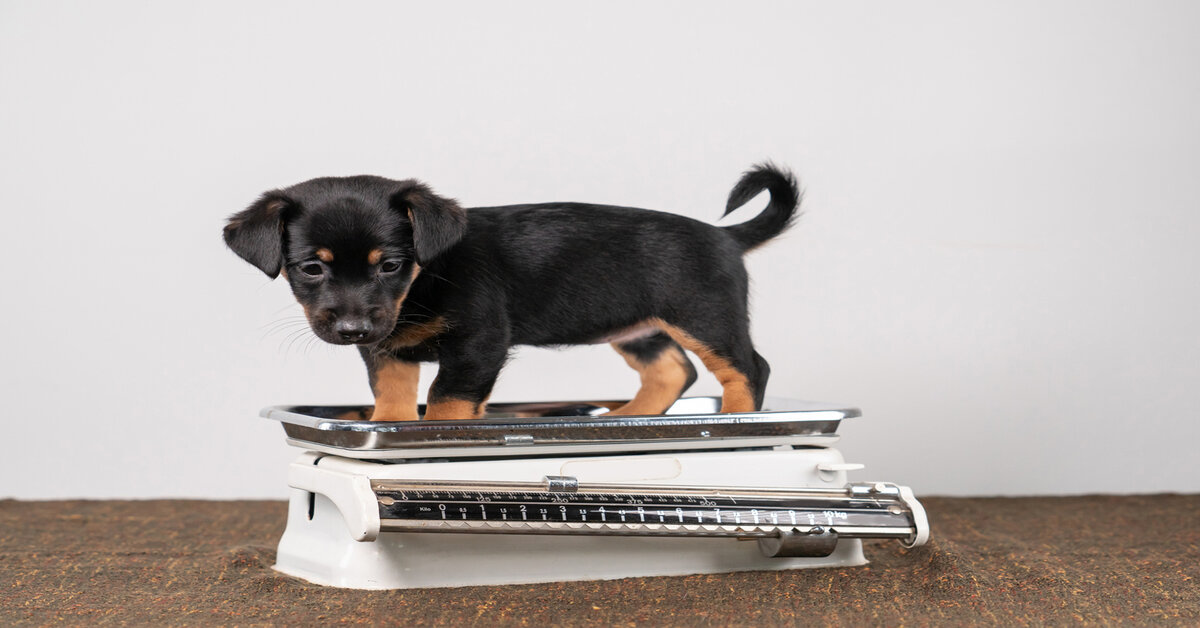 Jack Russell terrier puppy posing on a vintage white baby scale, white background.